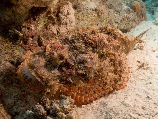 Scorpaenopsis Oxycephala